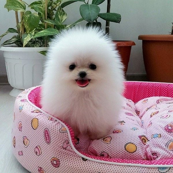 Teacup Pomeranian Puppies Available