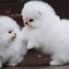  Two Awesome T-Cup Pomeranian Puppies