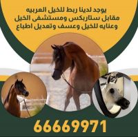 ربط وعناية بالخيول العربية