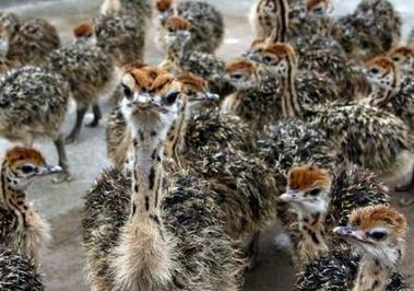 Healthy ostrich chicks, hatching eggs , feather and other Birds for sa