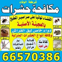 مكافحة حشرات الجهراء بالكويت ت: 66570386 بمبيدات امنة وغير مضرة