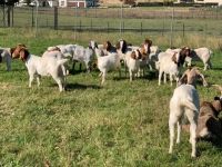 Full Blood Headed Pure Breed Dorpers And Boer Goats.!!