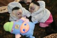 Primates for sale to loving and caring families .